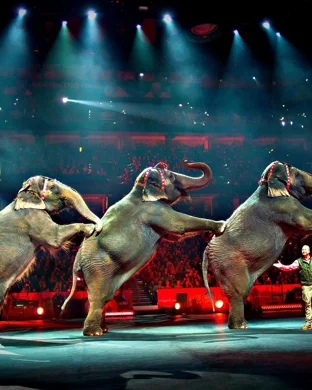 Ringling Bros. and Barnum & Bailey Circus Houston
